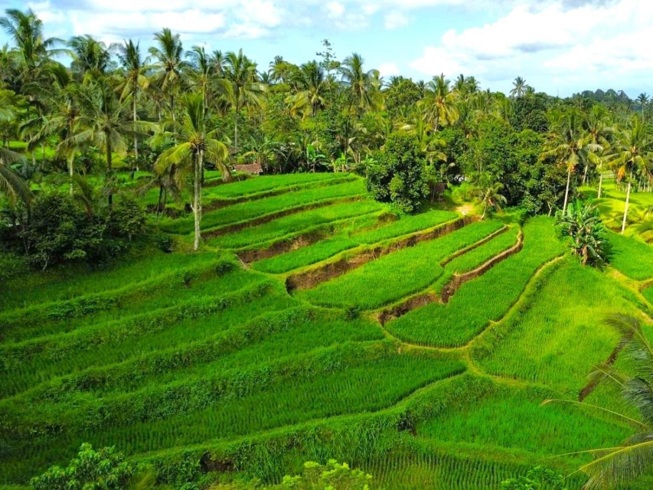 Pondok Is Oke Villa Scenic View Бануванги Екстериор снимка